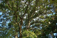 Oak_tree_at_Tualatin_River_Nation_Wildlife_Refuge-nggid0217-ngg0dyn-0x360-00f0w010c010r110f110r010t010
