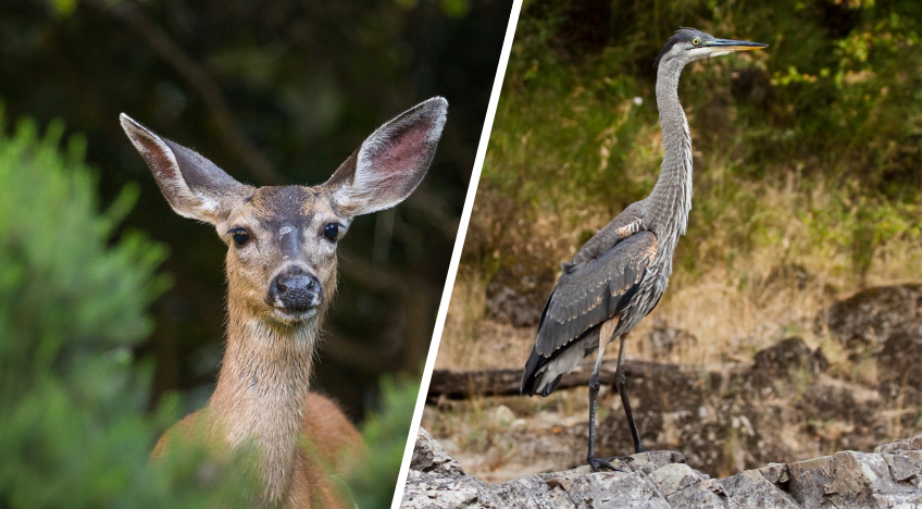 rogue-river-wildlife-featured