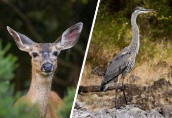 rogue-river-wildlife-featured